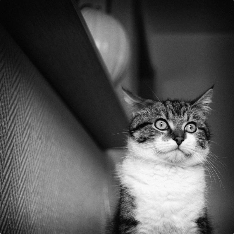 journ-e-mondiale-du-chat-envoyez-nous-la-photo-de-votre-chat-la