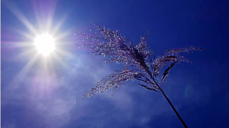 chaleur-canicule-soleil