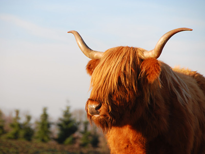 Le CEN Lorraine lance un appel à dons afin d'acquérir 3 vaches ...