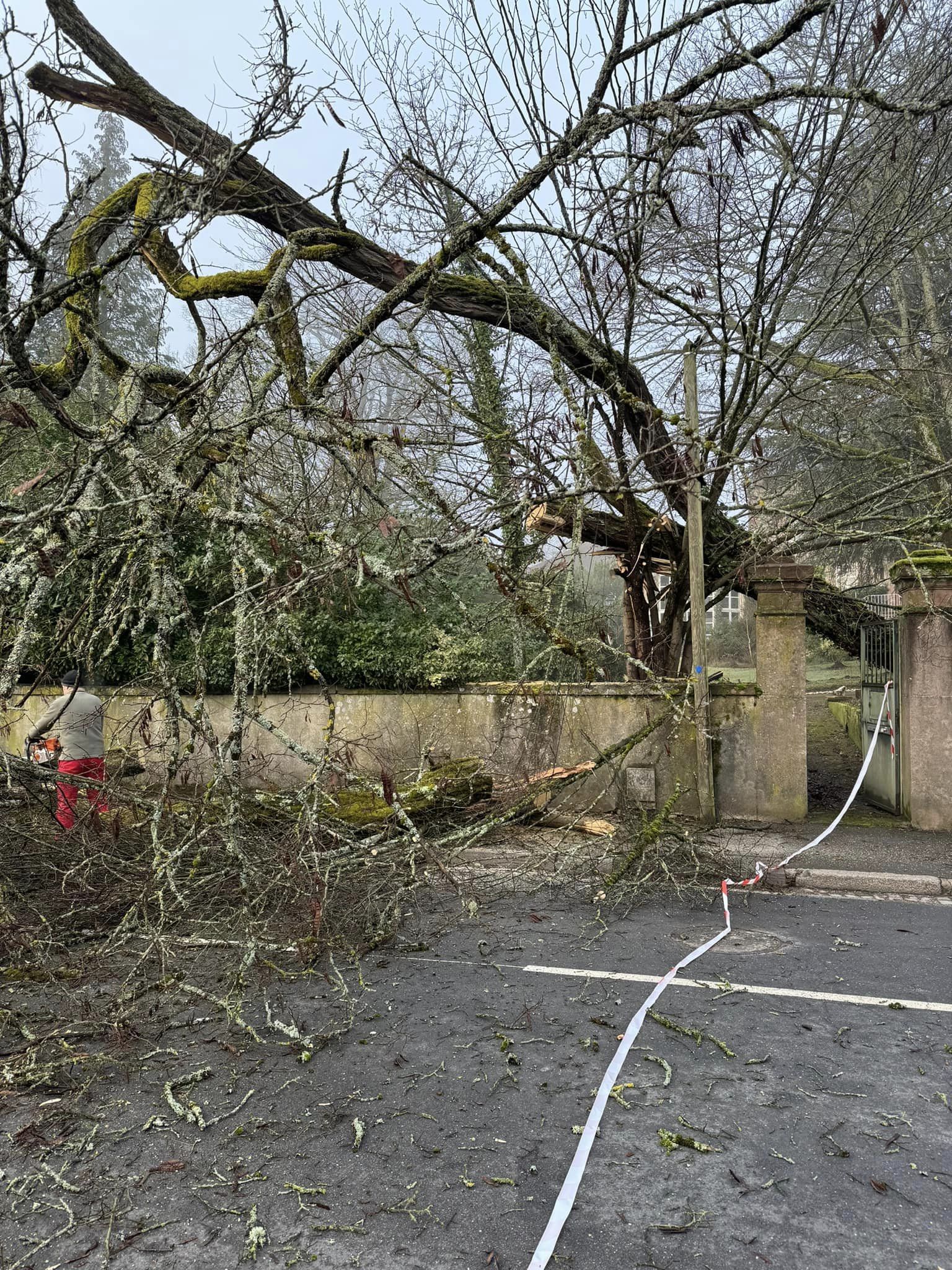 Arbre_Avenue_Robache (2)