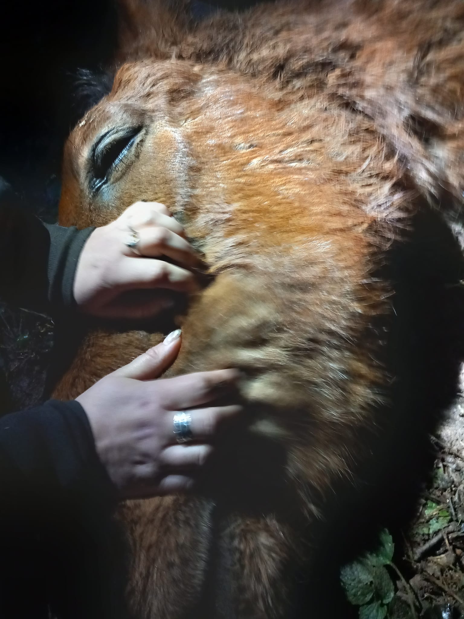 Pair-et-Granrupt-Euthanasie_Cheval (1)