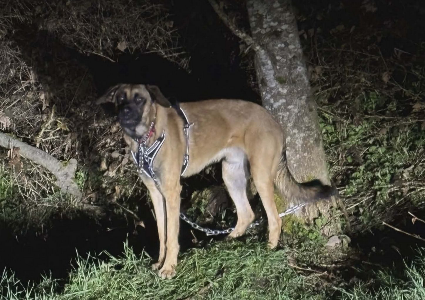 Au Nom Des Animaux vient au secours d’un chien abandonné attaché à un — free download