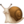 🐌